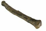 Fossil Ornithomimid Phalange - Two Medicine Formation #113380-3